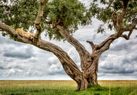 Lion-Tree